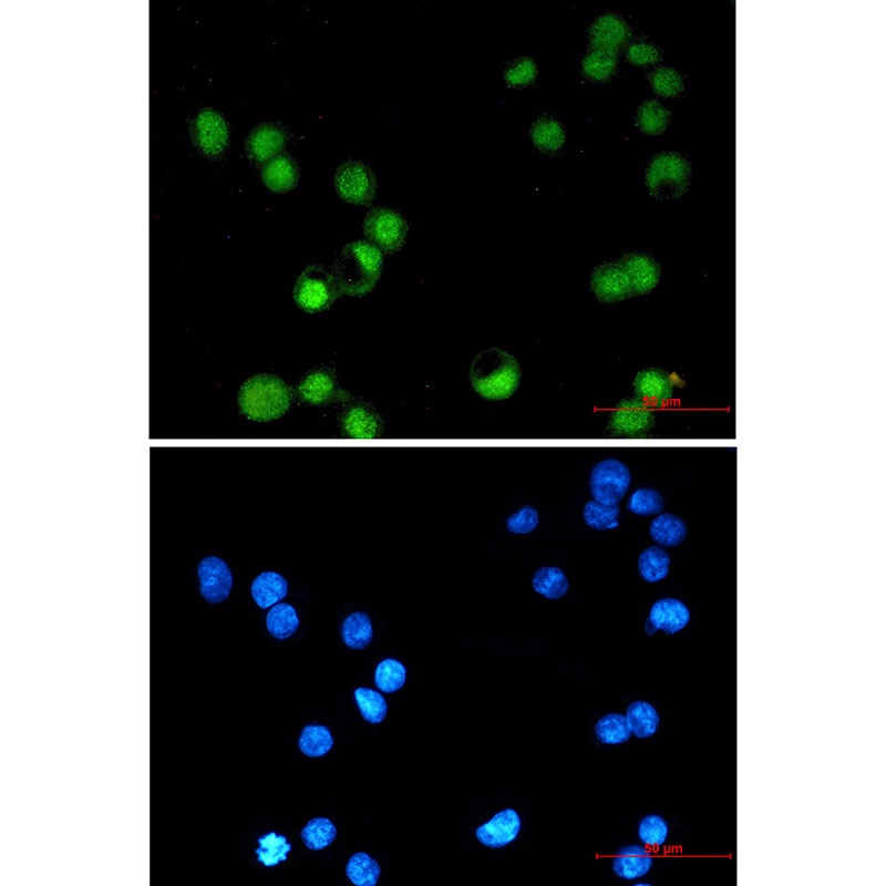 TFAP2C Antibody