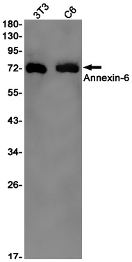 ANXA6 Antibody