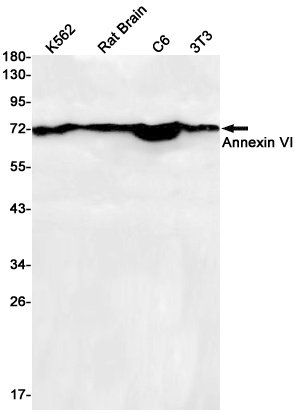 ANXA6 Antibody