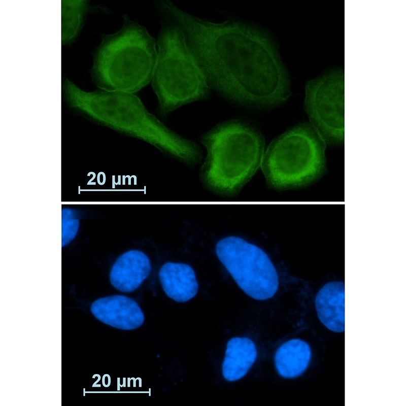 ANXA1 Antibody