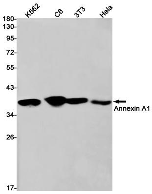 ANXA1 Antibody