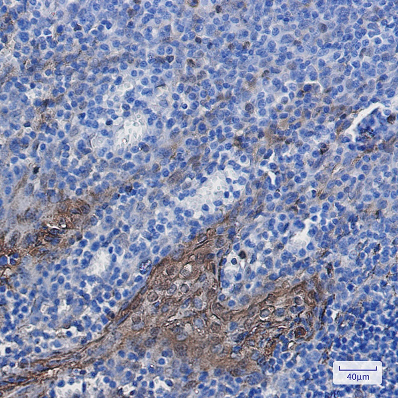 ANXA1 Antibody