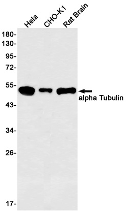 TUBA4A Antibody
