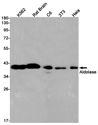 ALDOA Antibody