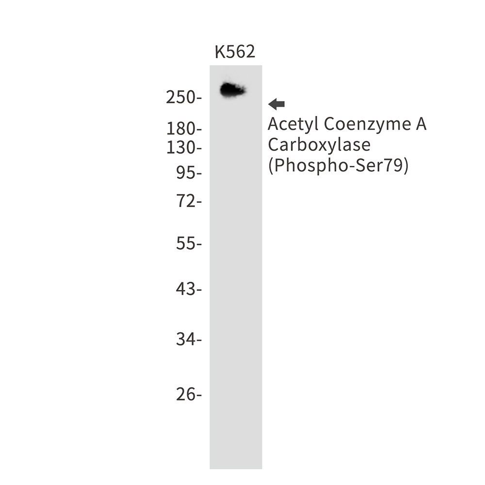 ACACA Antibody