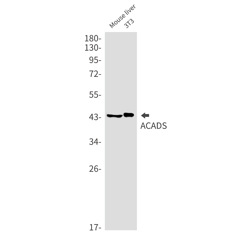 ACADS Antibody