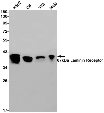 RPSA Antibody