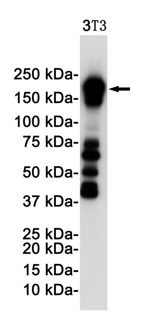 PDGFRB Antibody