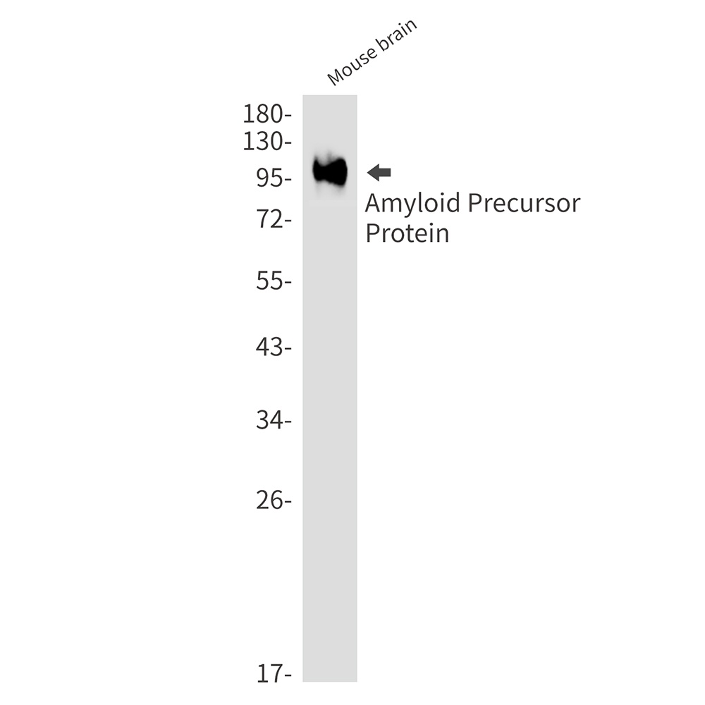 APP Antibody