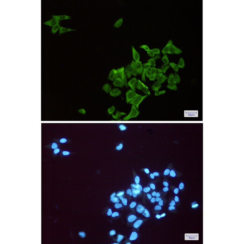 ENO1 Rabbit Monoclonal Antibody