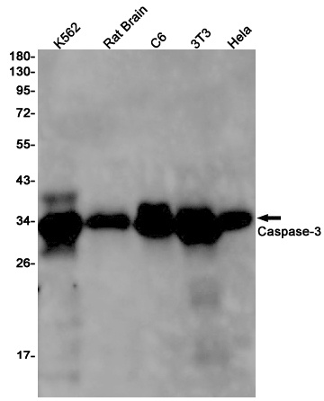CASP3 Antibody