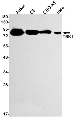 TBK1 Antibody