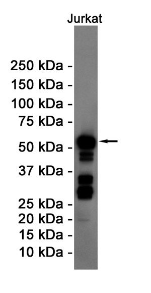 CCNB1 Antibody