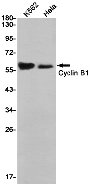 CCNB1 Antibody