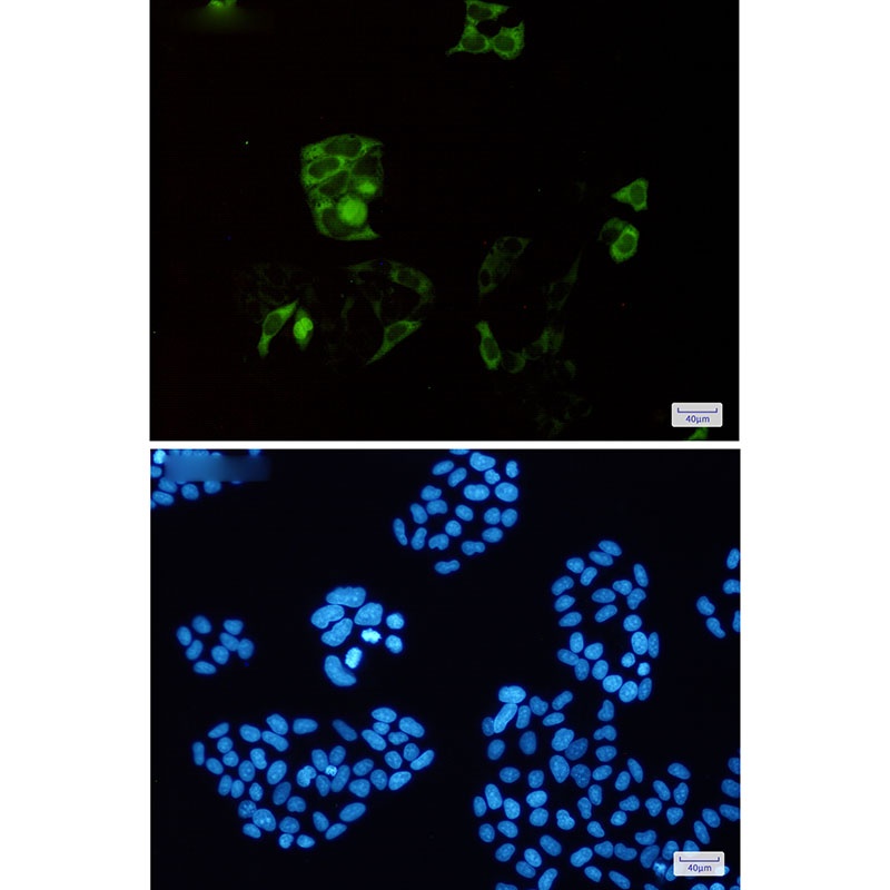 CCNB1 Antibody