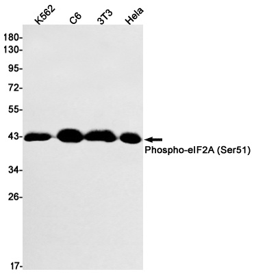 EIF2S1 Antibody