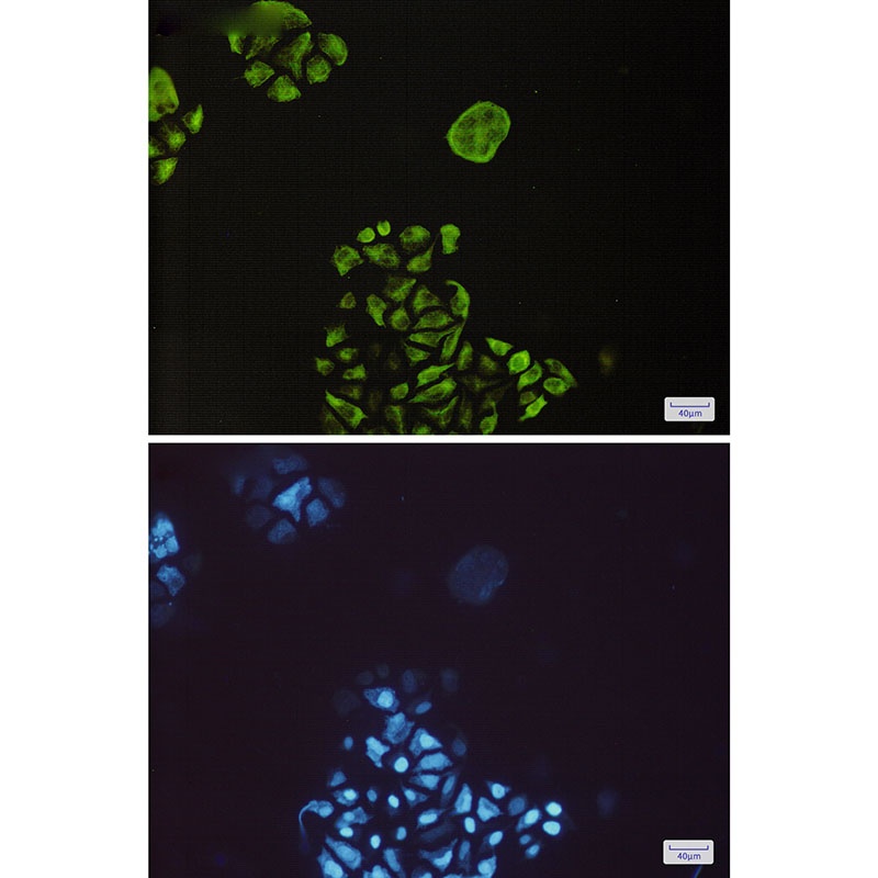 GSK3B Antibody