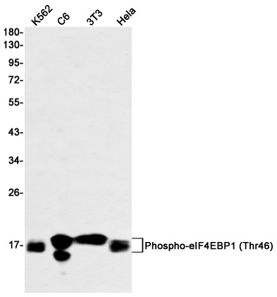 EIF4EBP1 Antibody