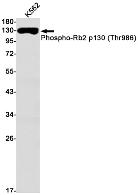 RBL2 Antibody