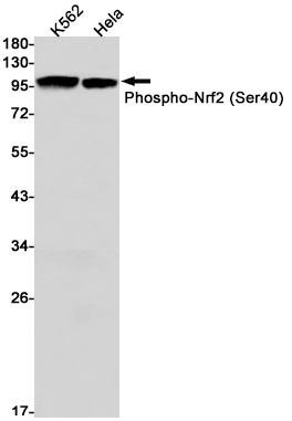 Phospho-NRF2 (Ser40) Rabbit Monoclonal Antibody