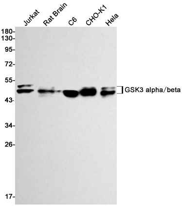 GSK3A Antibody