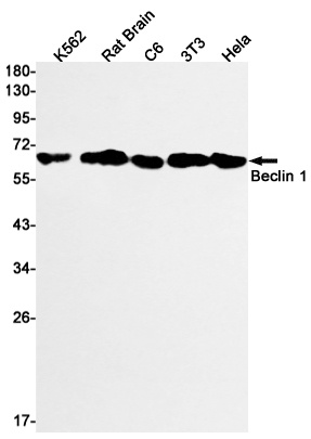 BECN1 Antibody