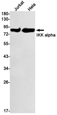 CHUK Antibody