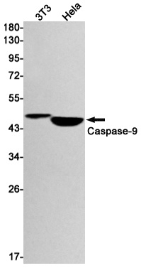 CASP9 Antibody