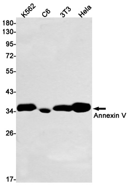 ANXA5 Antibody