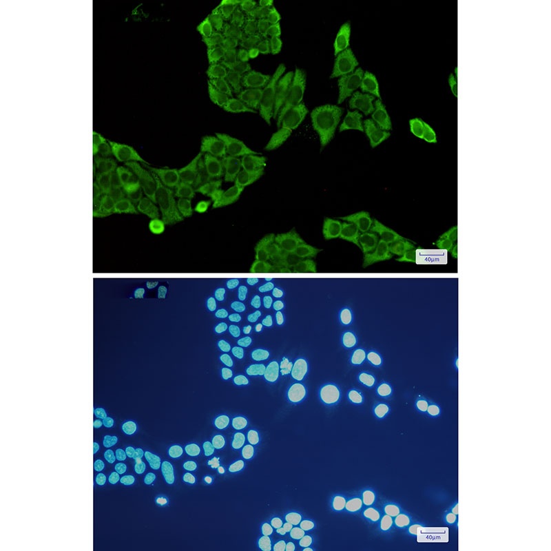 ANXA5 Antibody