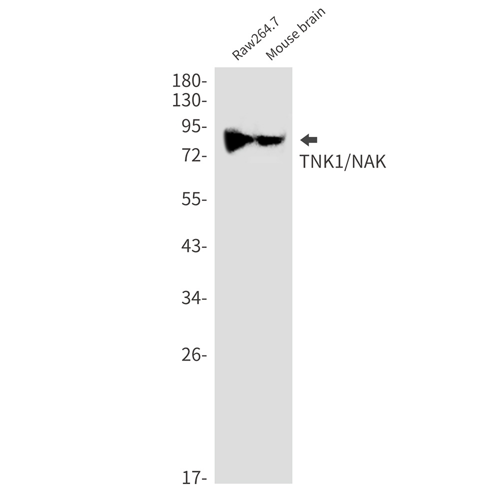 TBK1 Antibody