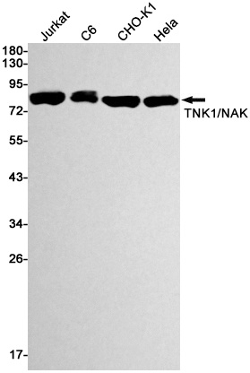TBK1 Antibody