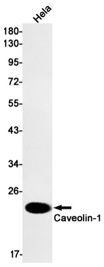 CAV1 Antibody
