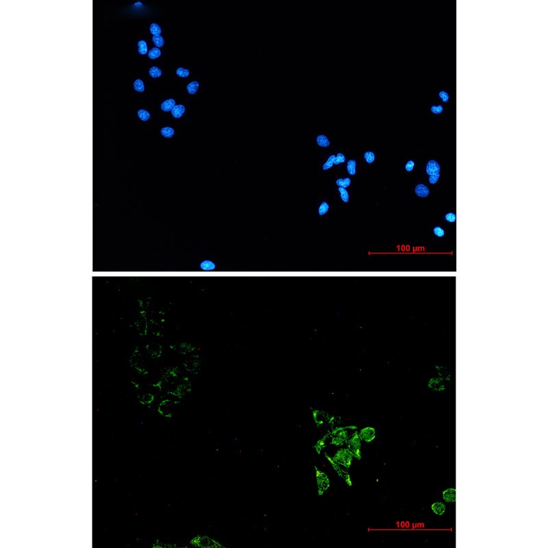 CAV1 Antibody