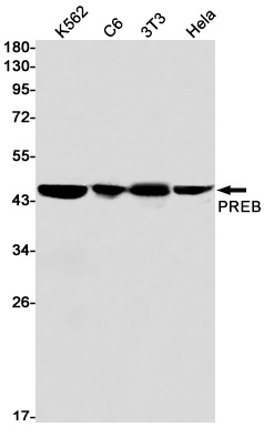 PREB Antibody
