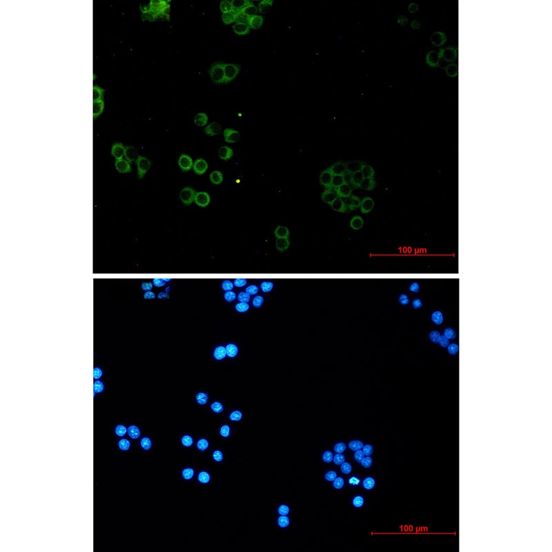 SNX5 Antibody