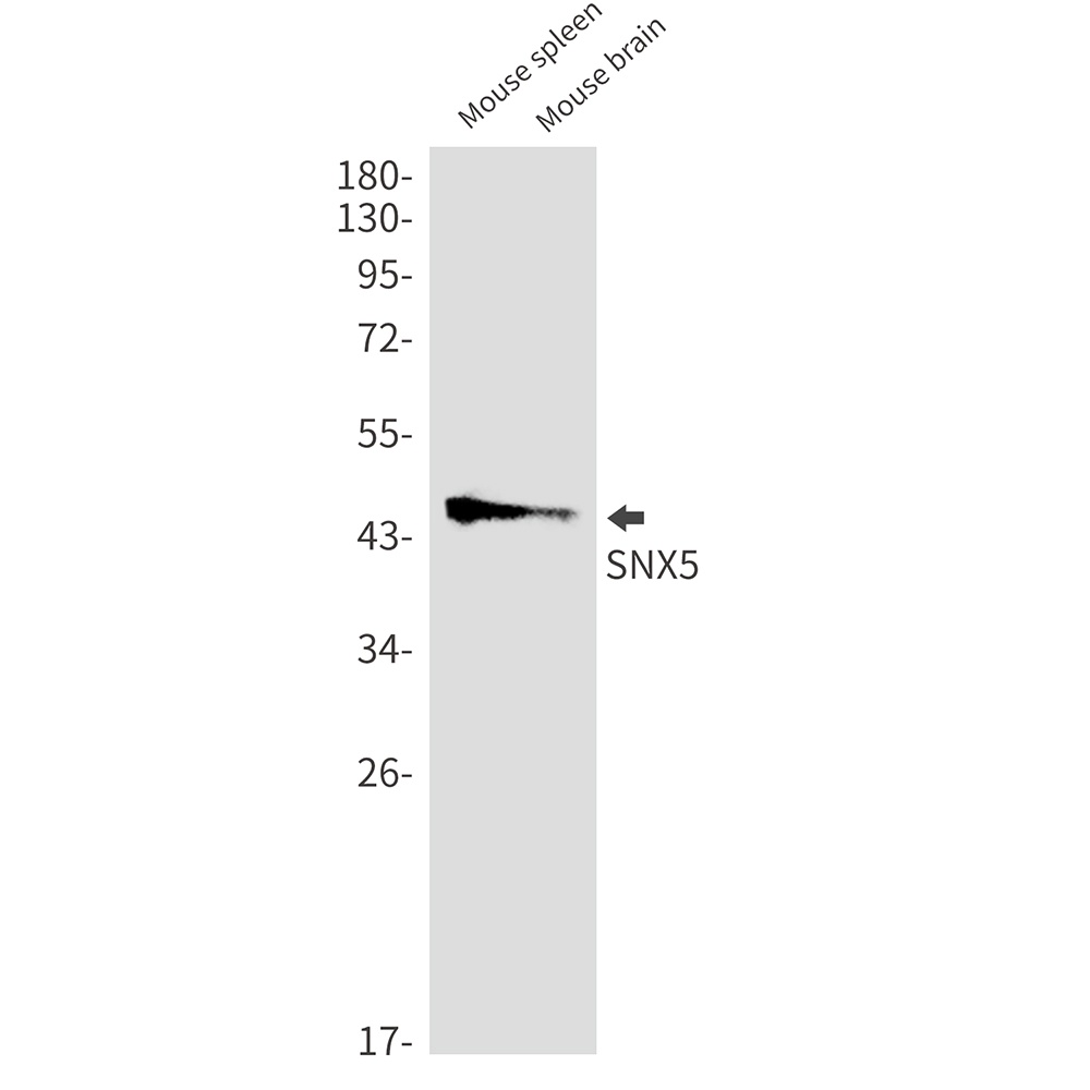 SNX5 Antibody