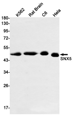 SNX5 Antibody