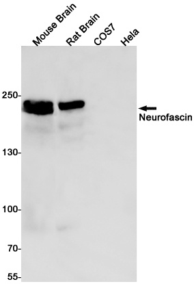 Nfasc Antibody