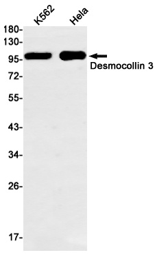 DSC3 Antibody