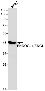 EXOG Antibody