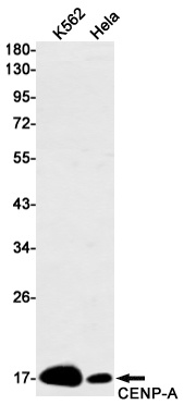 CENPA Antibody