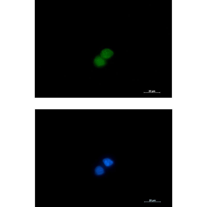 STK4 Antibody