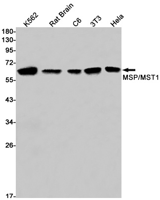 STK4 Antibody