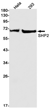 PTPN11 Antibody