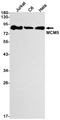 MCM5 Antibody