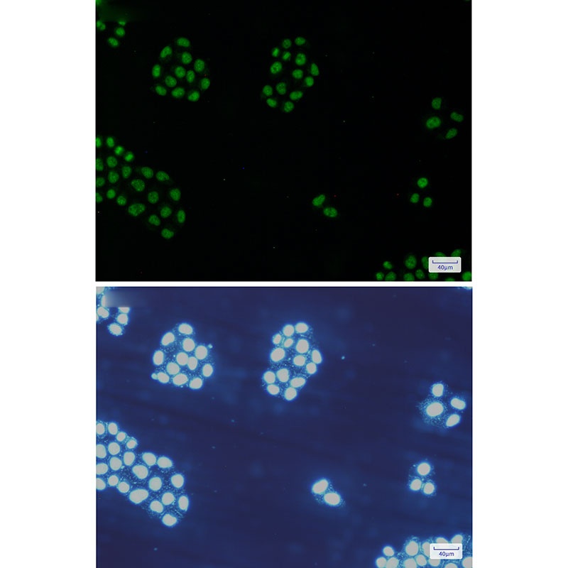 MCM5 Antibody