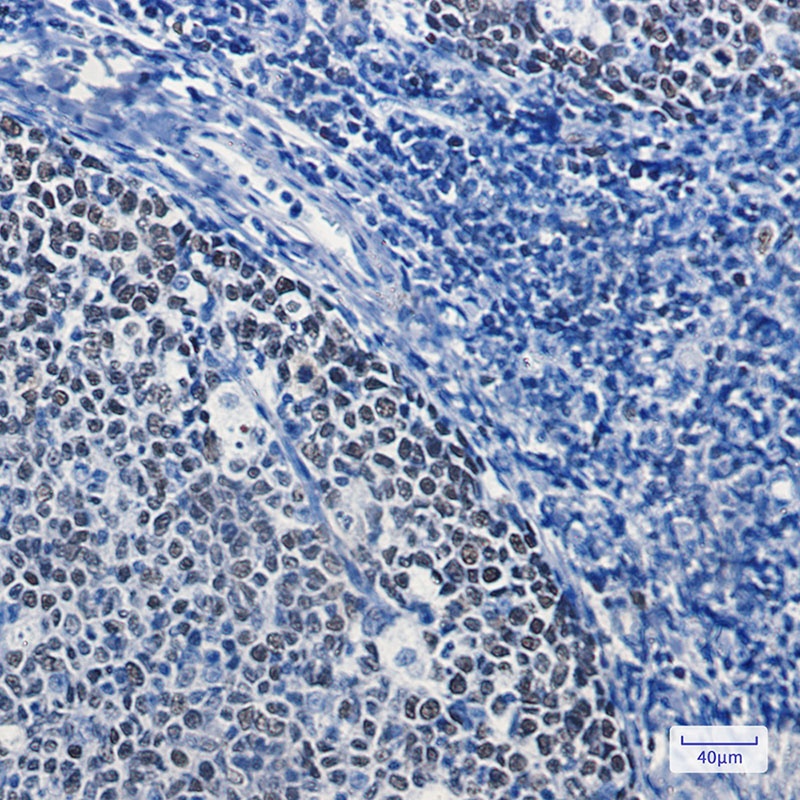 MCM5 Antibody