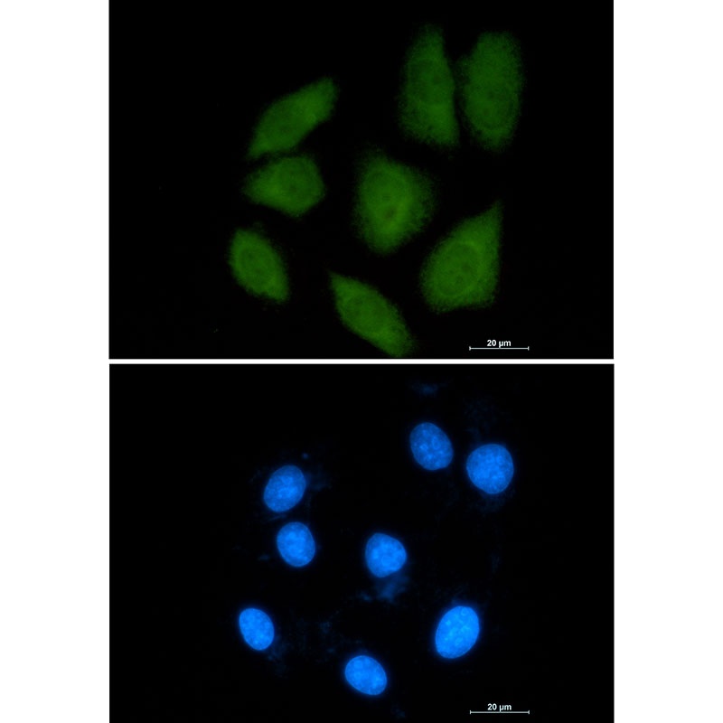Importin 9 Rabbit Monoclonal Antibody
