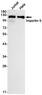 Importin 9 Rabbit Monoclonal Antibody